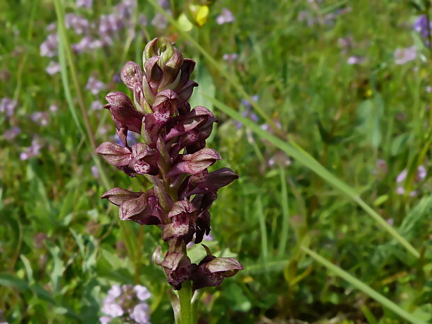 červenohlav ploštičný Anacamptis coriophora (L.) R. M. Bateman, A. M. Pringeon & M. W. Chase