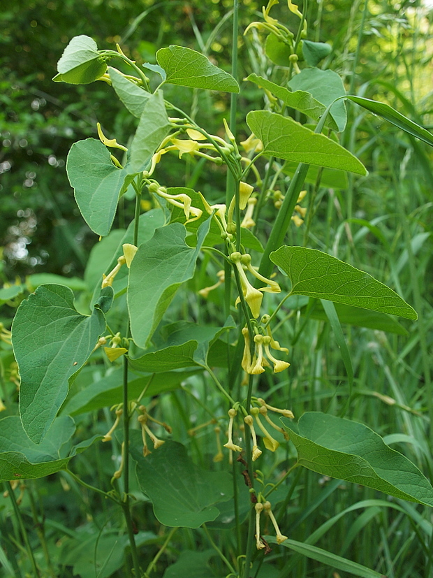 vlkovec obyčajný Aristolochia clematitis L.