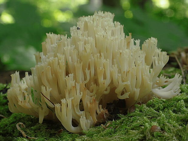 korunovec svietnikovitý Artomyces pyxidatus (Pers.) Jülich