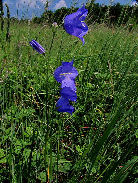 zvonček broskyňolistý Campanula persicifolia L.