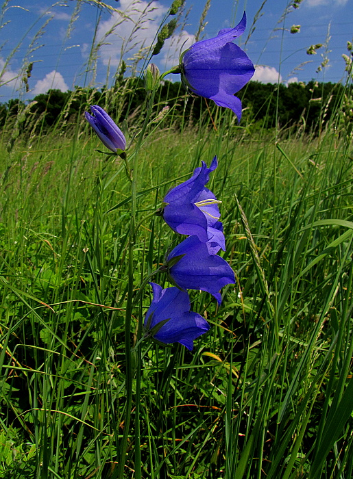 zvonček broskyňolistý Campanula persicifolia L.