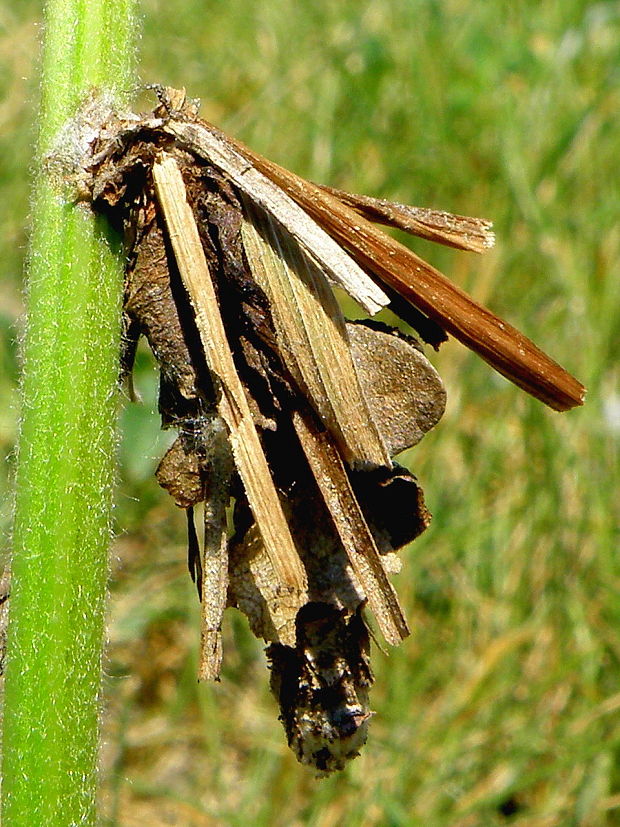 vreckovec trávový Canephora hirsuta