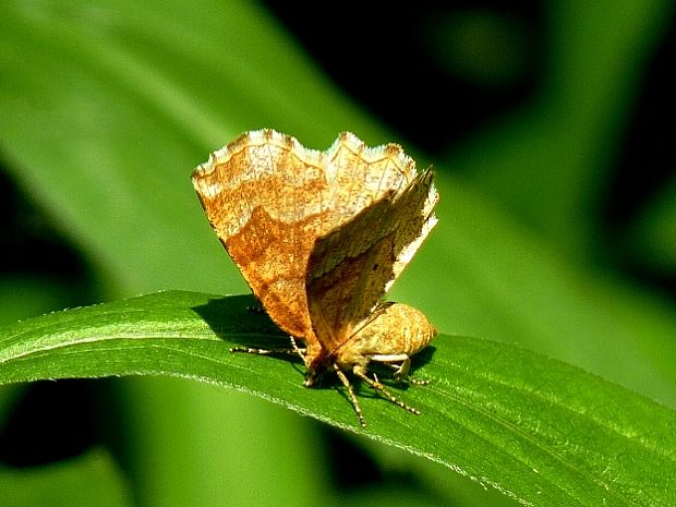 listnatka čučoriedková Cepphis advenaria