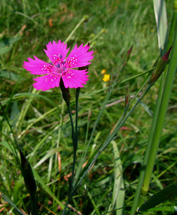 klinček slzičkový Dianthus deltoides L.