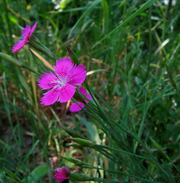 klinček slzičkový Dianthus deltoides L.