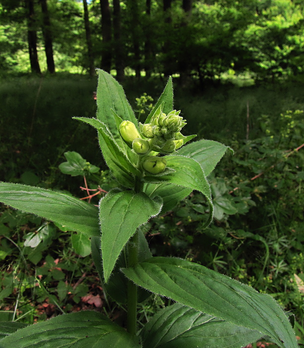 náprstník veľkokvetý Digitalis grandiflora Mill.