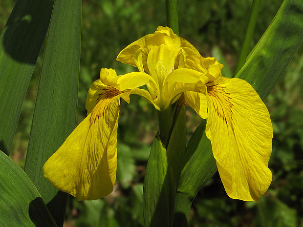 kosatec žltý Iris pseudacorus L.