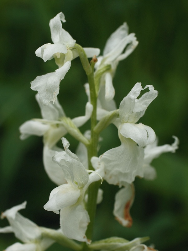 vstavač mužský poznačený Orchis mascula subsp. signifera (Vest) Soó