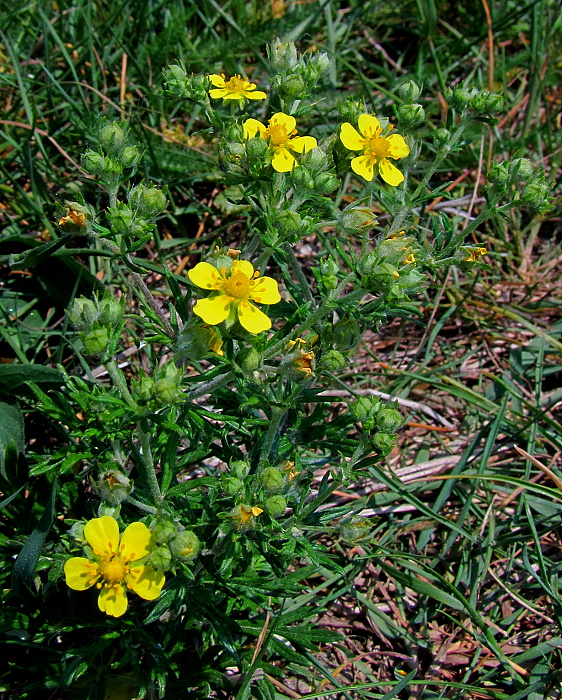 nátržník  Potentilla sp. L.