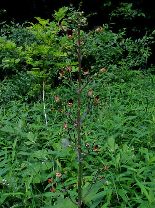 krtičník hľuznatý Scrophularia nodosa L.