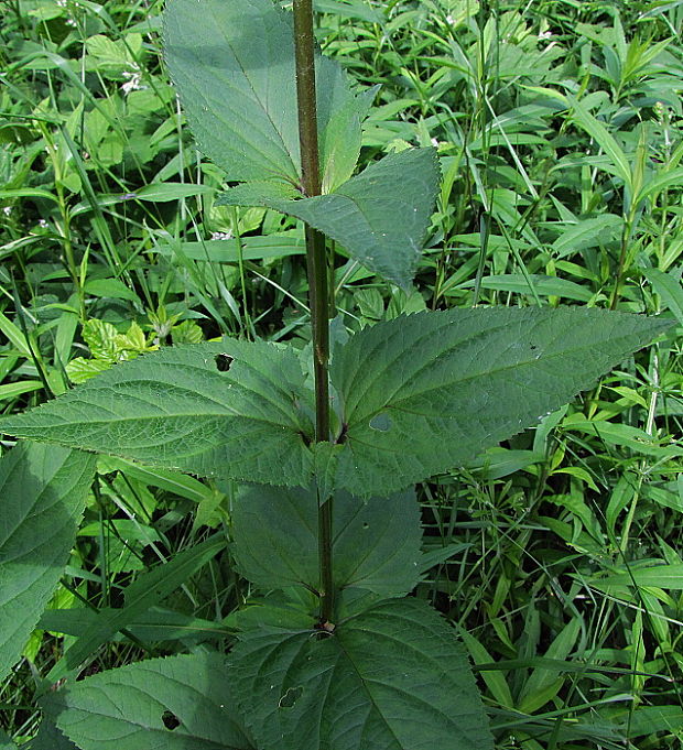 krtičník hľuznatý Scrophularia nodosa L.