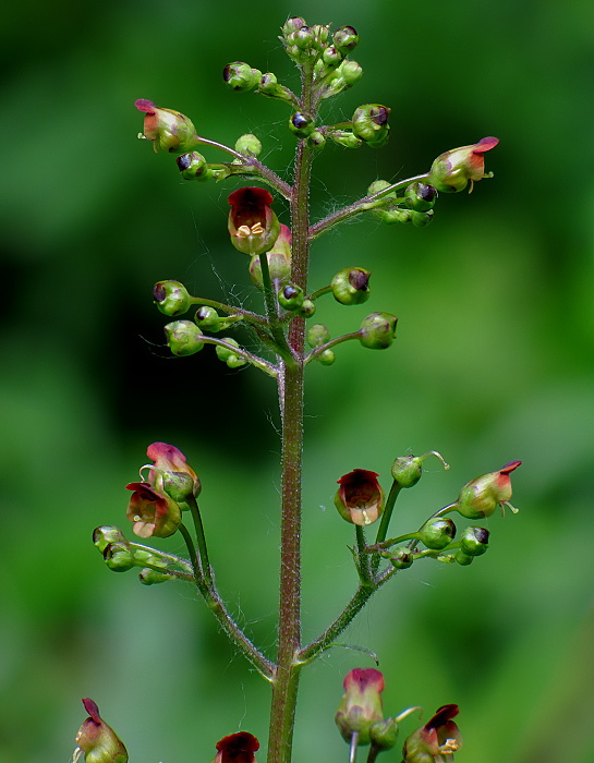 krtičník hľuznatý Scrophularia nodosa L.