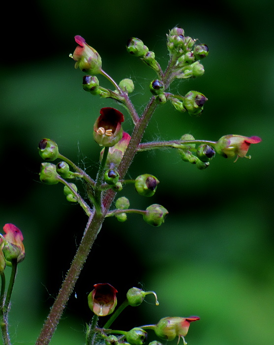 krtičník hľuznatý Scrophularia nodosa L.