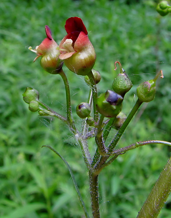 krtičník hľuznatý Scrophularia nodosa L.