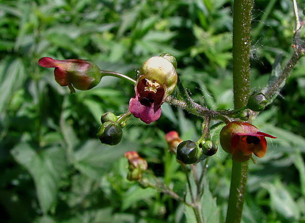 krtičník hľuznatý Scrophularia nodosa L.