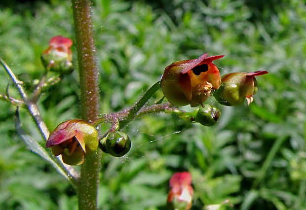 krtičník hľuznatý Scrophularia nodosa L.