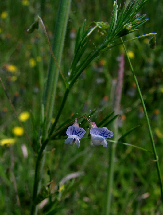 vika štvorsemenná Vicia tetrasperma (L.) Schreb.