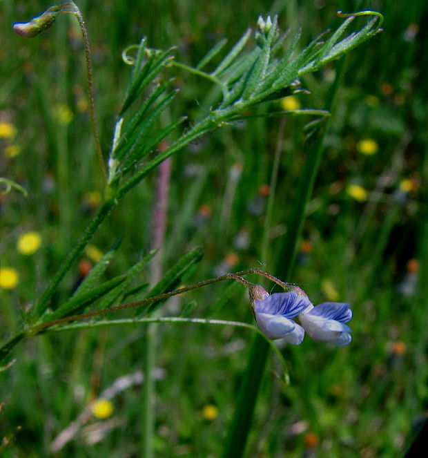 vika štvorsemenná Vicia tetrasperma (L.) Schreb.