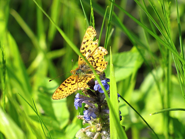 perlovec boloria.sp