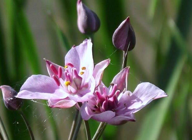 okrasa okolíkatá... (Butomus umbellatus)