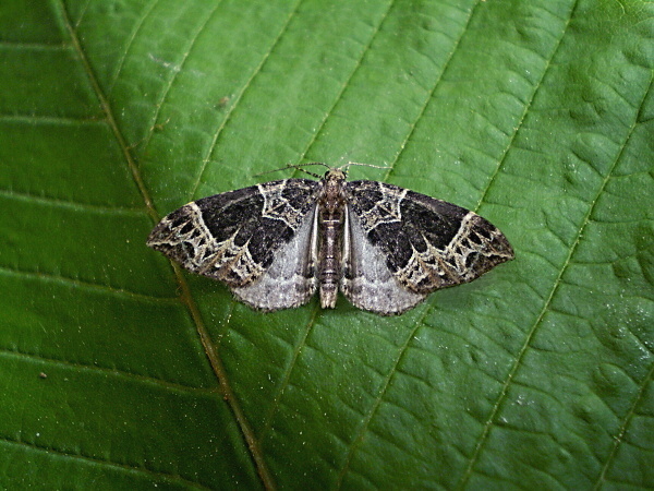 piadivka hnedohlavá  Ecliptopera silaceata