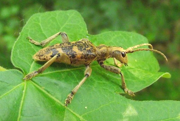 fuzáč žltoškvrnný ... (Rhagium sycophanta)