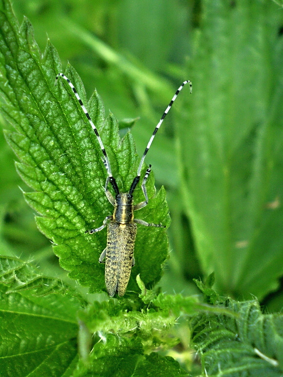 vrzúnik úzkoštíty  Agapanthia villosoviridescens