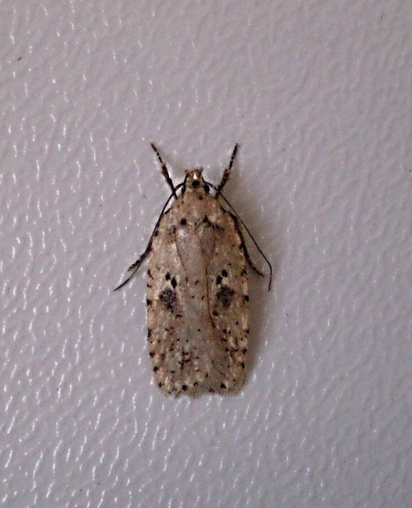 ploskáč lopúchový Agonopterix arenella