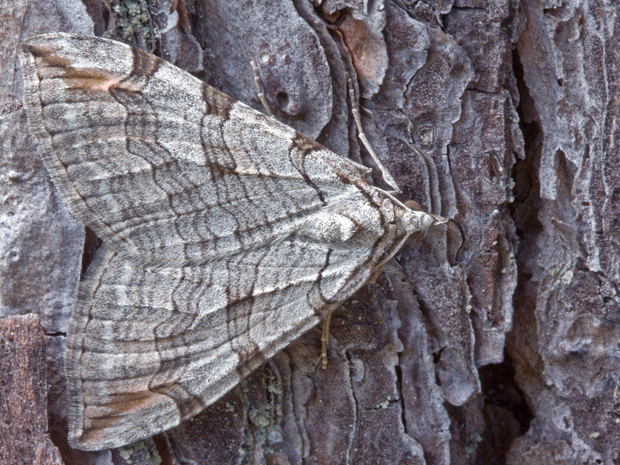 piadivka úhorová  Aplocera plagiata