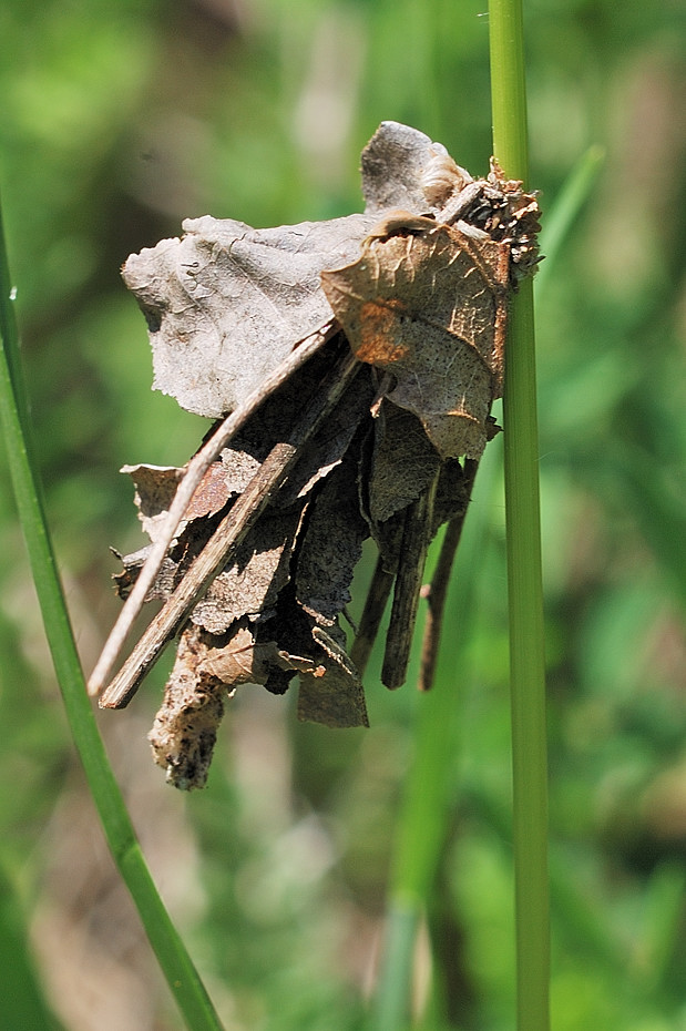 vreckovec trávový Canephora hirsuta