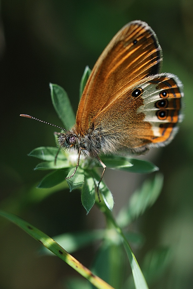 očkáň medničkový  Coenonympha arcania