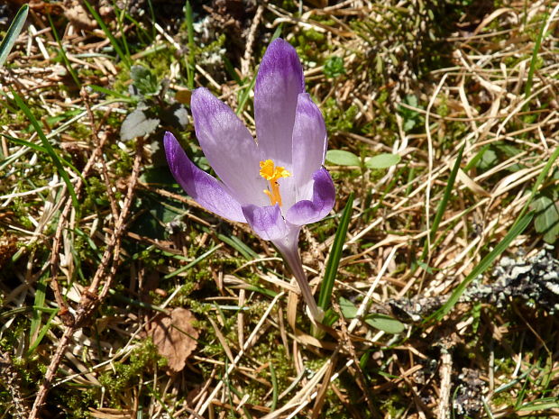 šafran spišský Crocus discolor G. Reuss