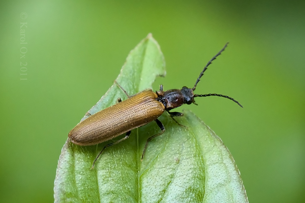 kováčik Denticollis linearis