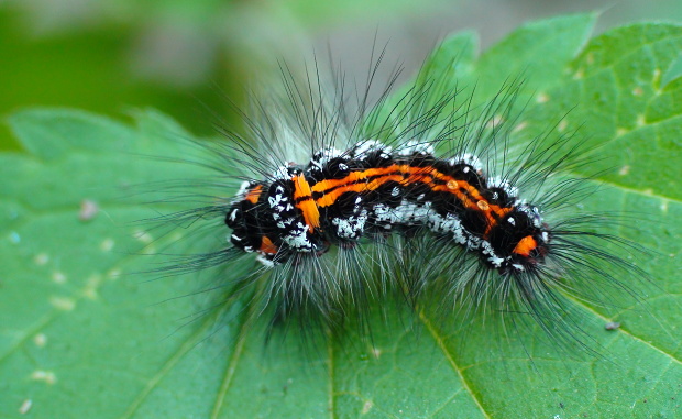 mníška pižmová Euproctis similis