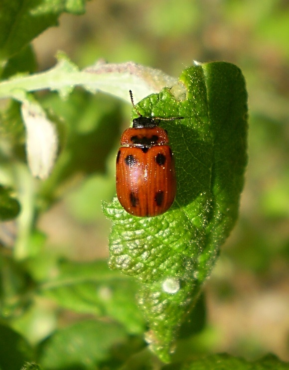 liskavka drobná  Gonioctena viminalis