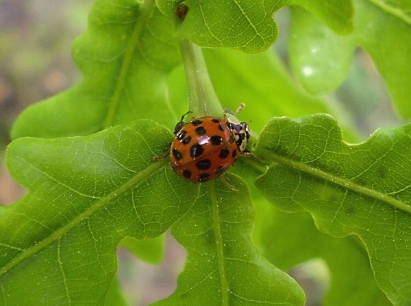 slunéčko východní Harmonia axyridis var. novemdecimsignata