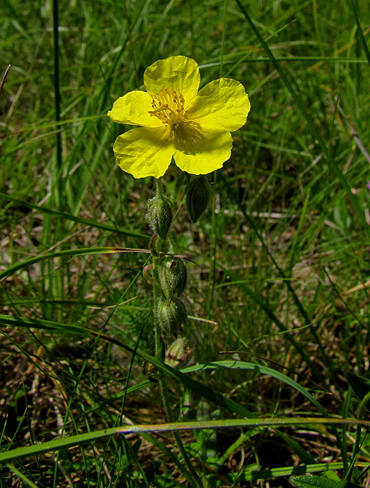 devätorník veľkokvetý tmavý Helianthemum grandiflorum subsp. obscurum (Pers. ex Wahlenb.) Holub