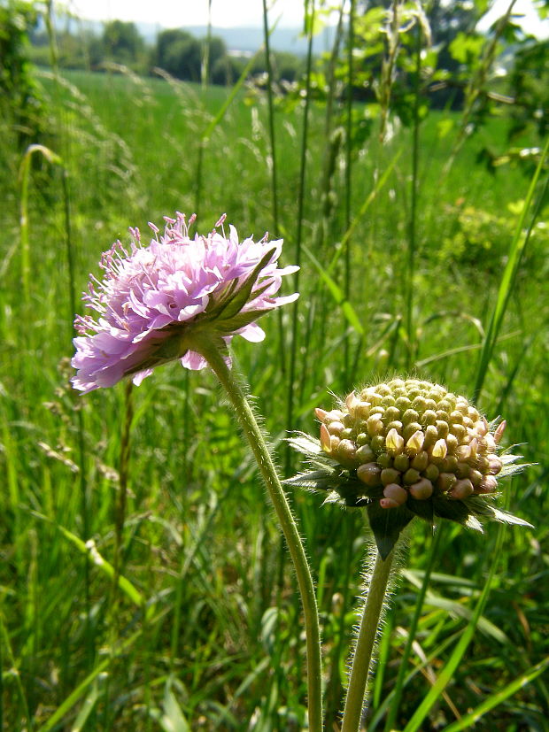 chrastavec roľný Knautia arvensis (L.) Coult.