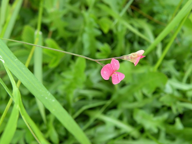 hrachor trávolistý Lathyrus nissolia L.