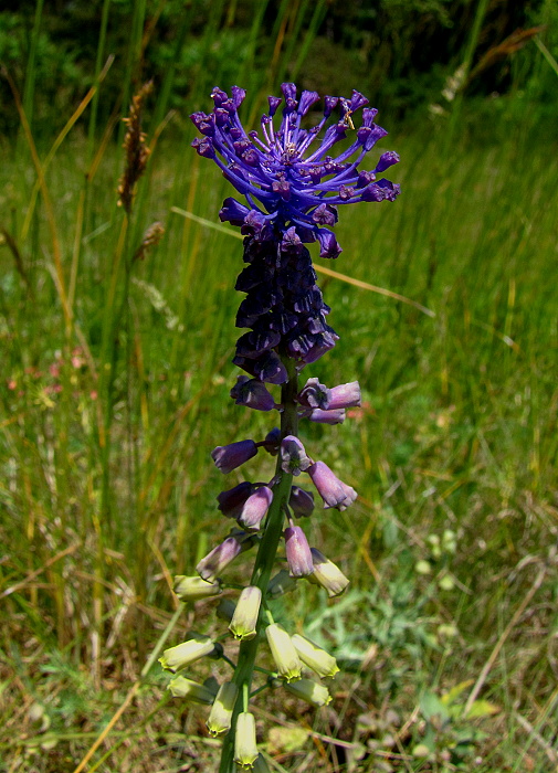 leopoldia chochlatá Leopoldia comosa (L.) Parl.