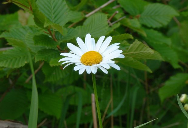 margaréta biela Leucanthemum vulgare Lam.