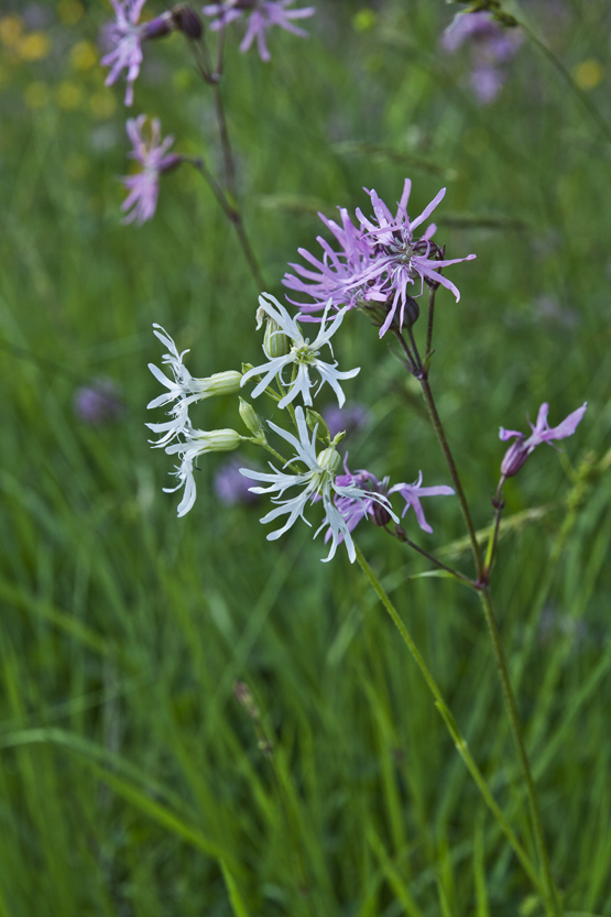 kukučka lúčna Lychnis flos-cuculi L.