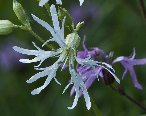 kukučka lúčna Lychnis flos-cuculi L.