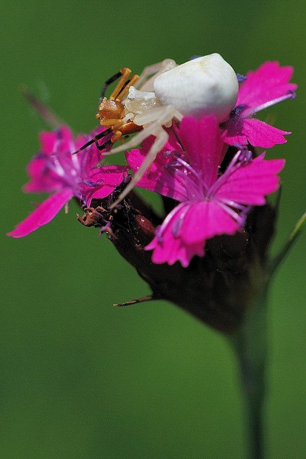 kvetárik dvojtvarý Misumena vatia