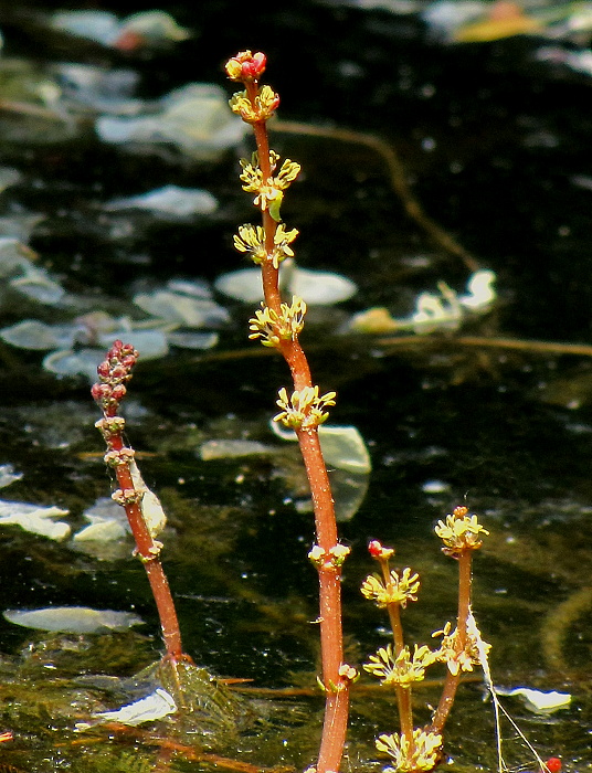 stolístok klasnatý Myriophyllum spicatum L.