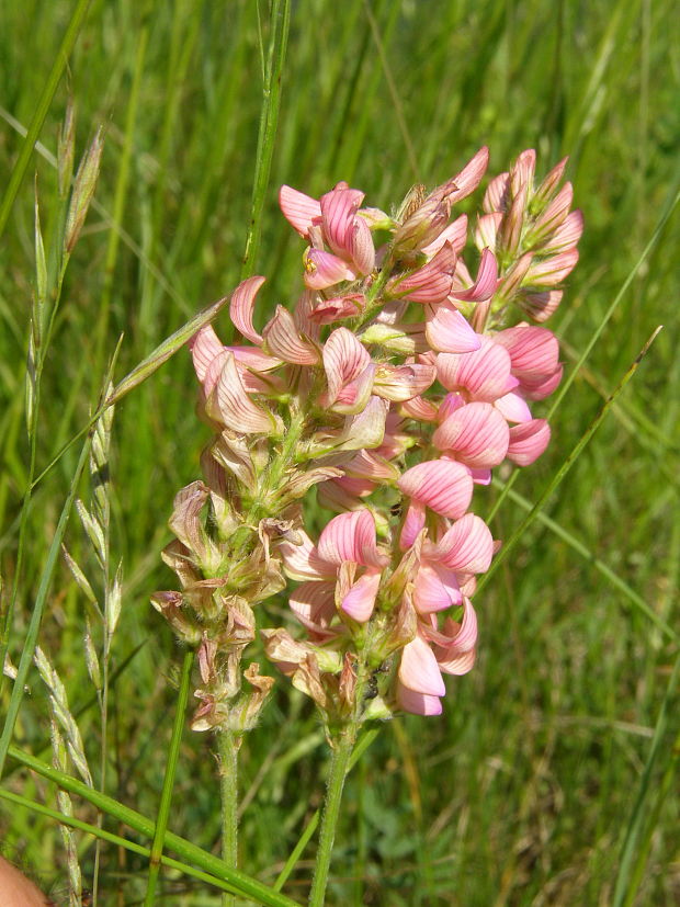 vičenec vikolistý Onobrychis viciifolia Scop.