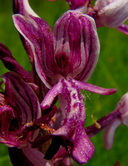 vstavač vojenský Orchis militaris L.