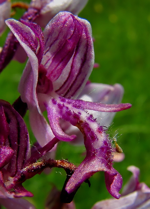 vstavač vojenský Orchis militaris L.