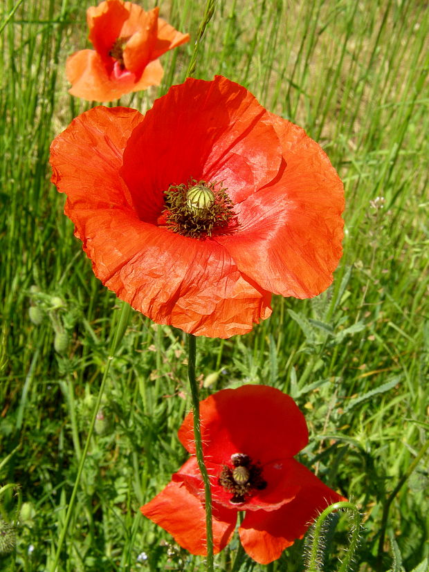 vĺči mak Papaver rhoeas L