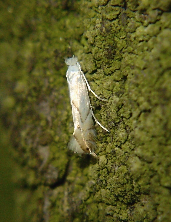 ploskáčik Harrisov Phyllonorycter harrisella